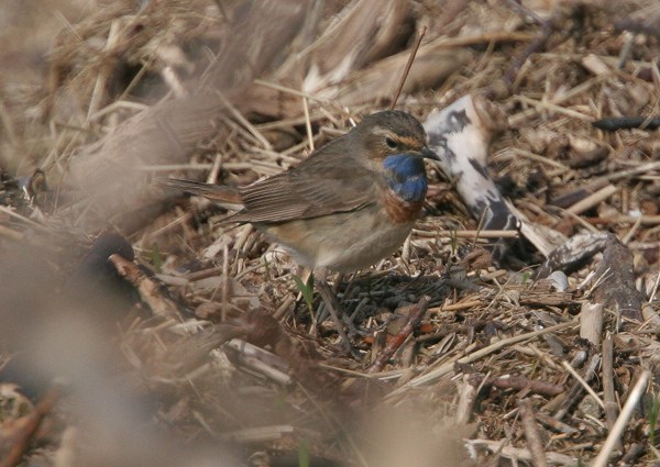 White-spotted Bluethroat
