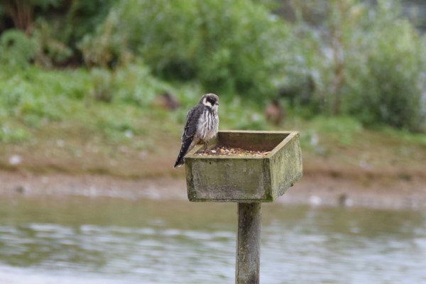 Hobby