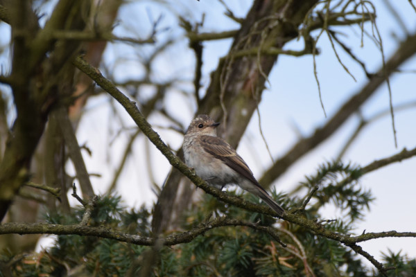 Spotted Flycatcher