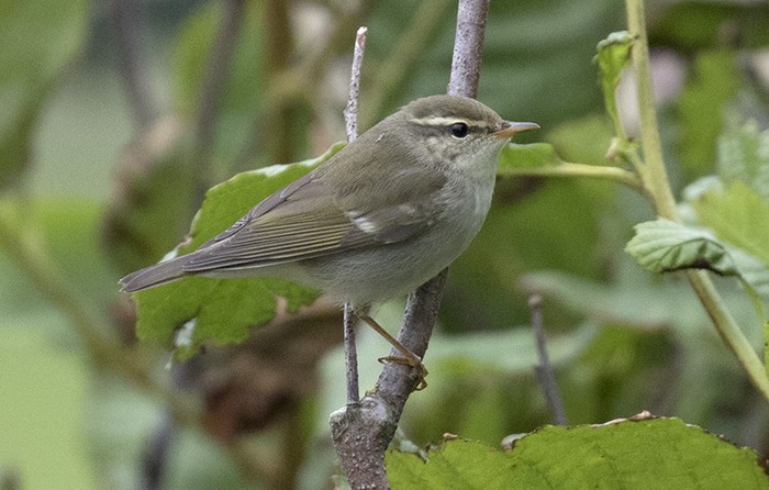Arctic Warbler