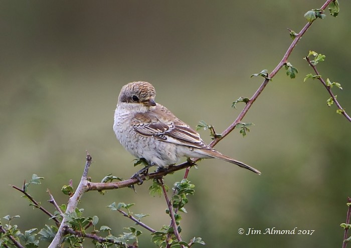 Woodchat Shrike