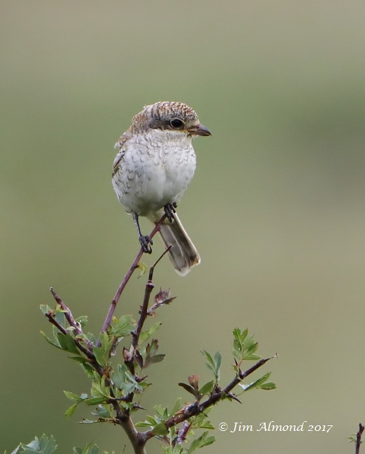Woodchat Shrike