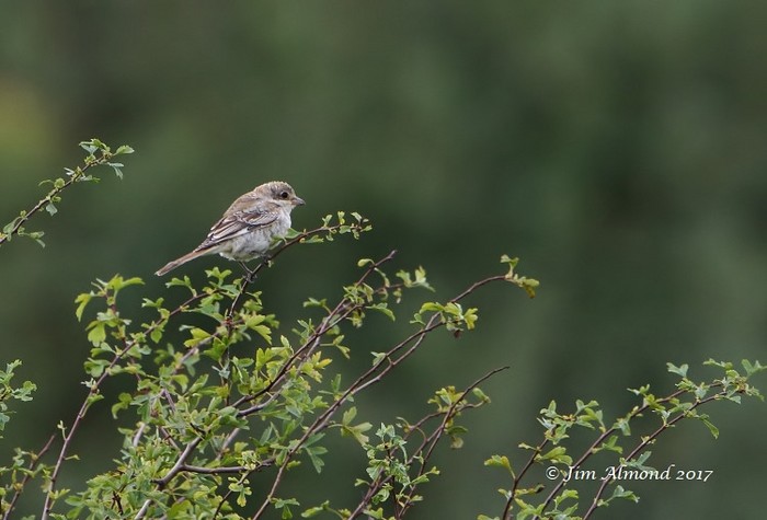 Woodchat Shrike