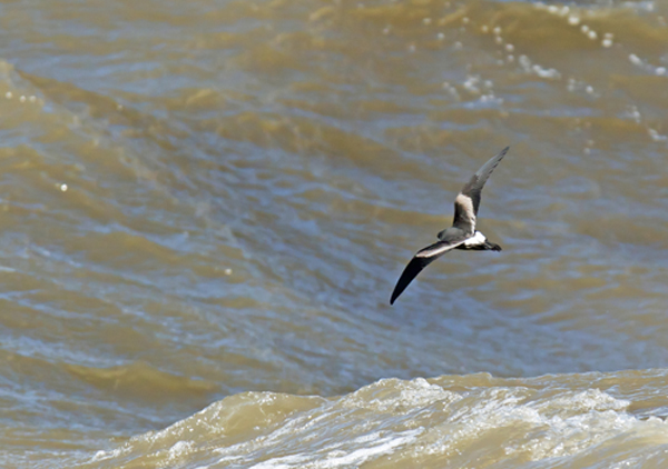 Leach's Petrel