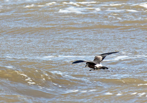 Leach's Petrel