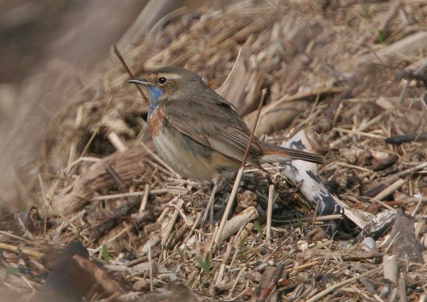 White-spotted Bluethroat