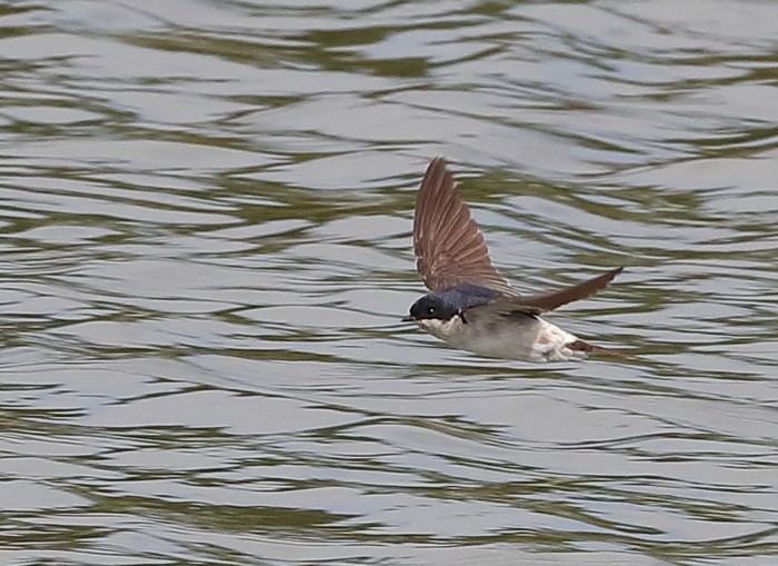 House Martin