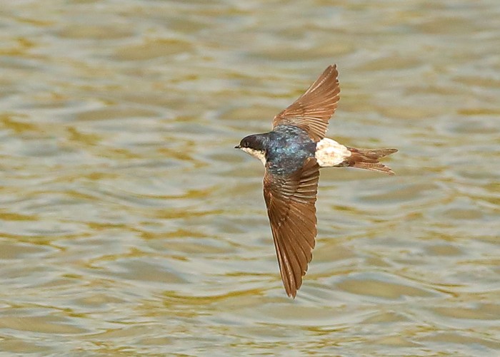 House Martin