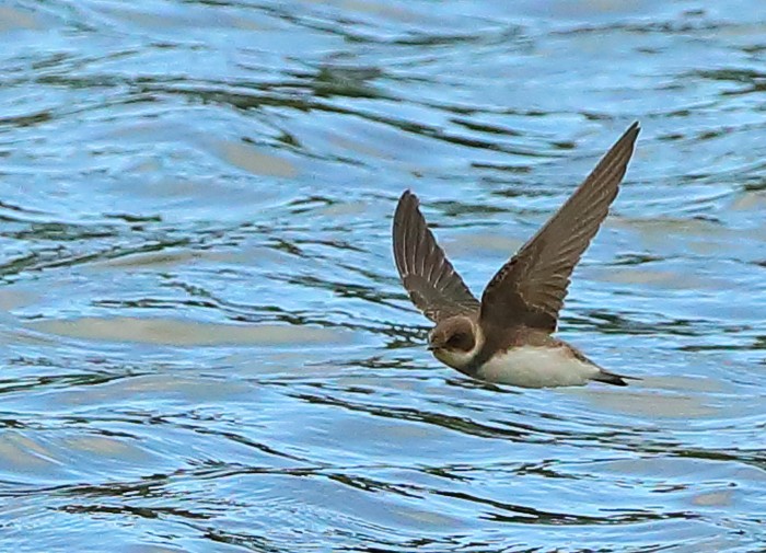 Sand Martin