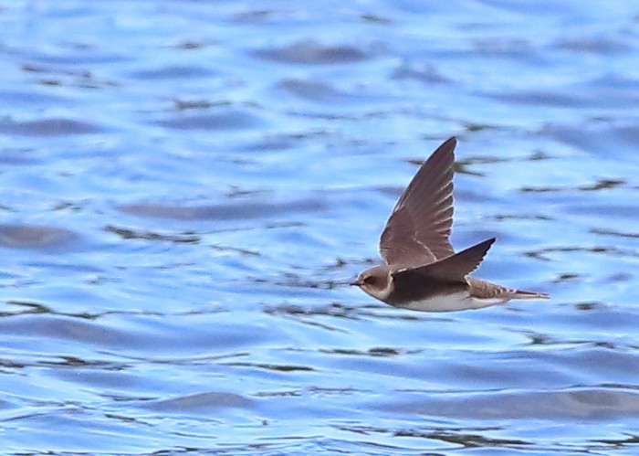 Sand Martin
