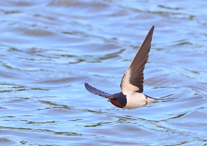 Swallow