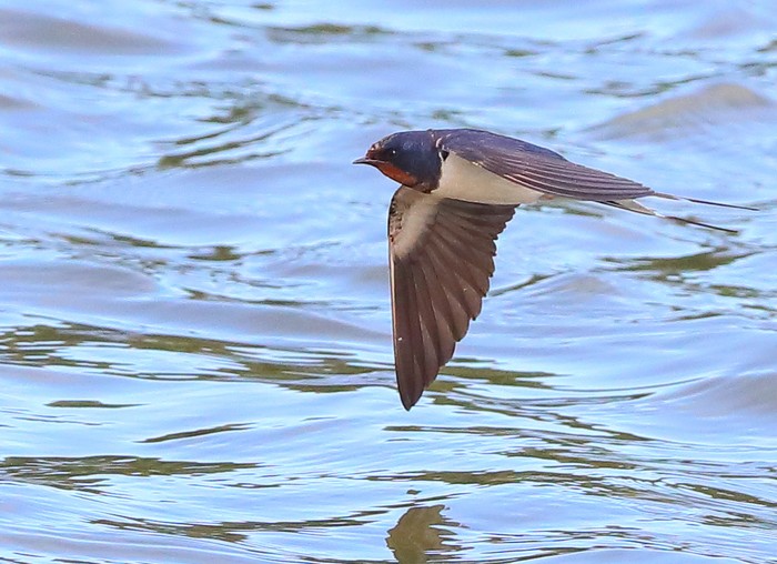 Swallow