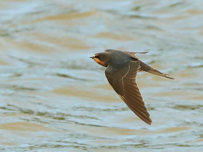 Swallow