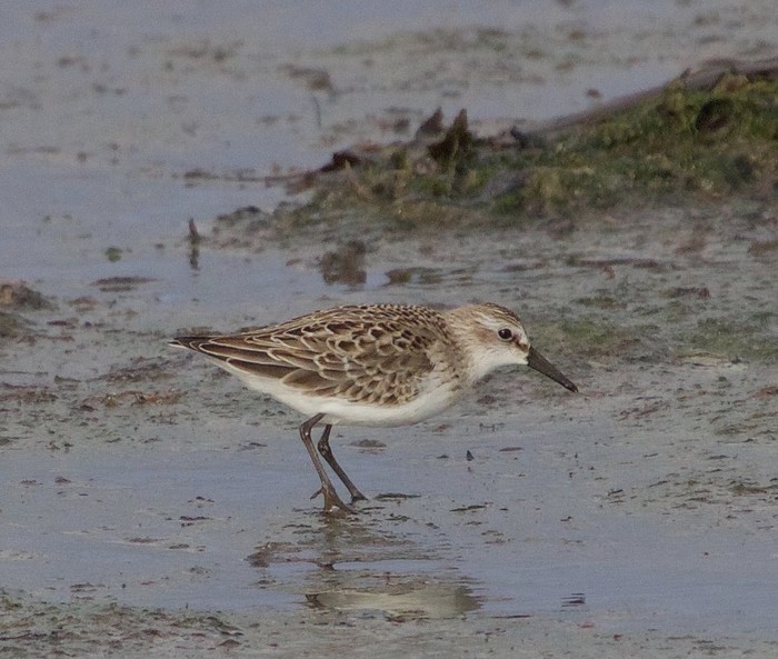 Semipalmated Sandpiper