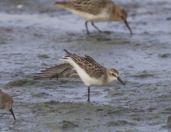 Semipalmated Sandpiper