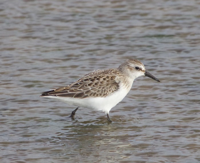 Semipalmated Sandpiper
