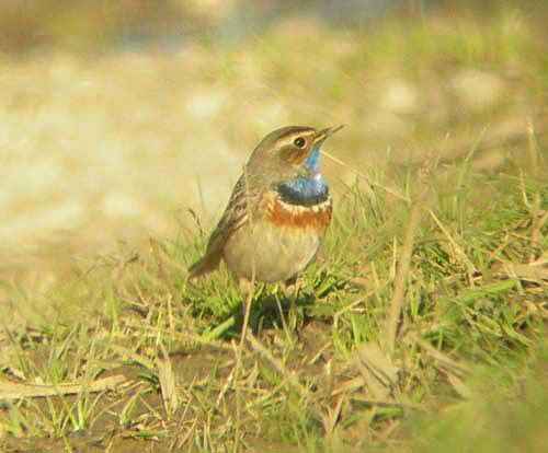 White-spotted Bluethroat