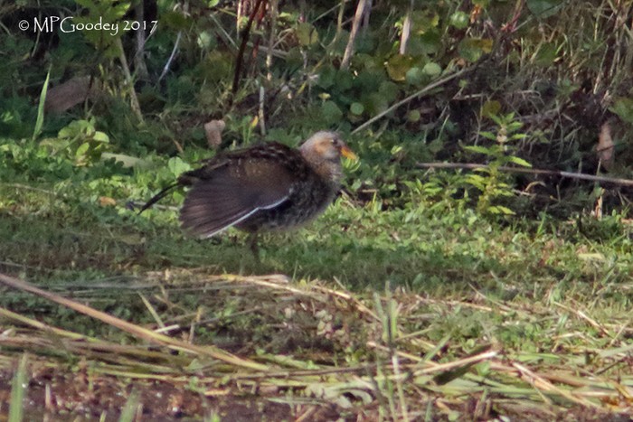 Spotted Crake