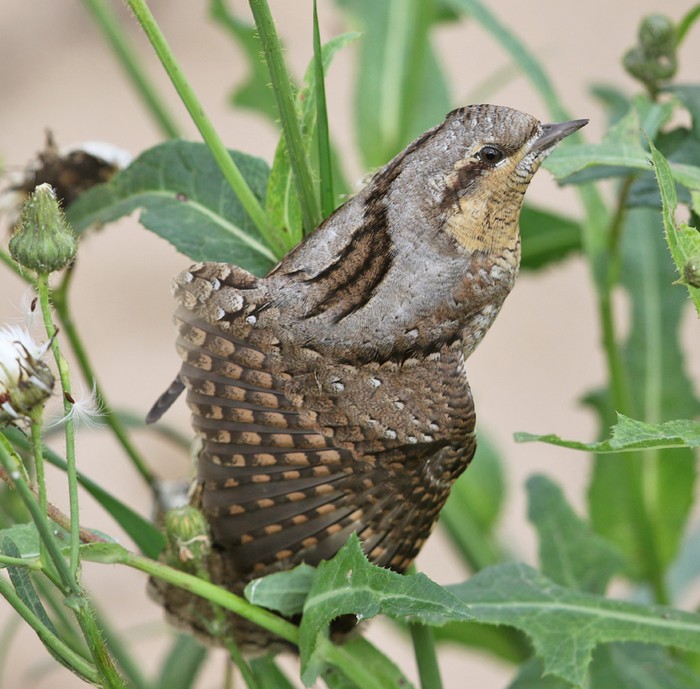 Wryneck