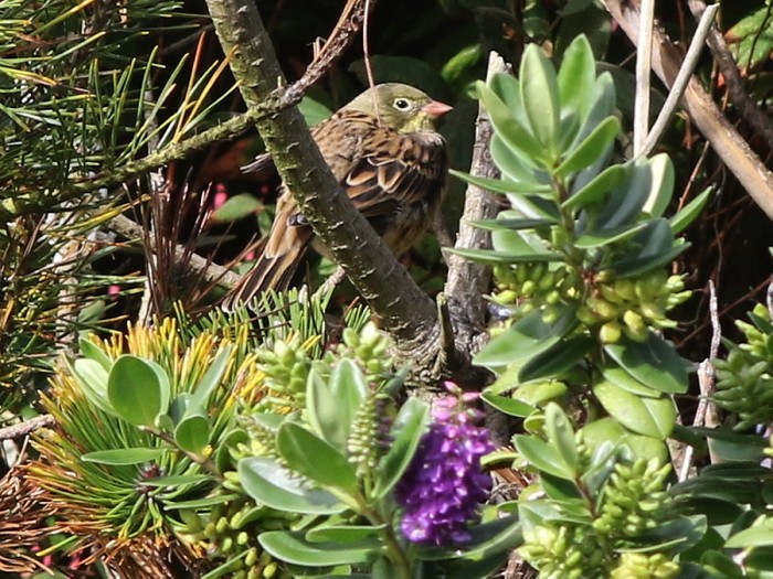 Ortolan Bunting