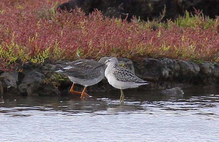 Stilt Sandpiper