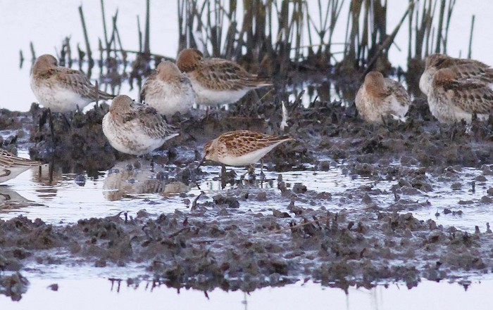 Least Sandpiper