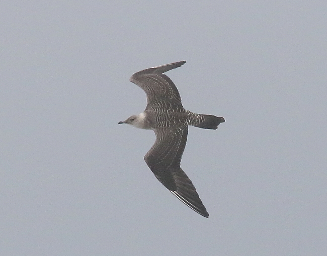 Long-tailed Skua