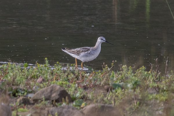 Wilson's Phalarope