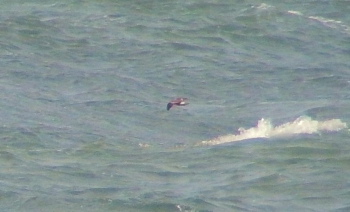 Leach's Petrel