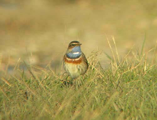White-spotted Bluethroat