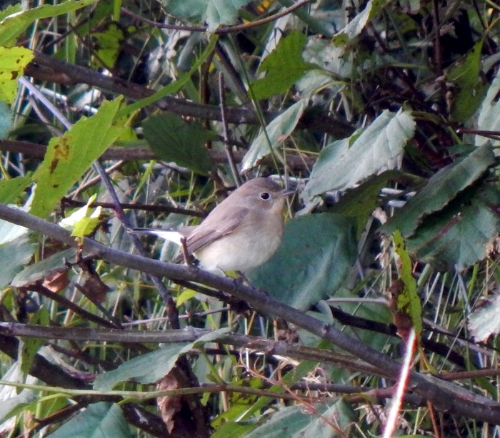 Red-breasted Flycatcher