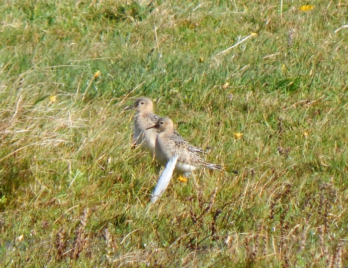 Buff-breasted Sandpiper