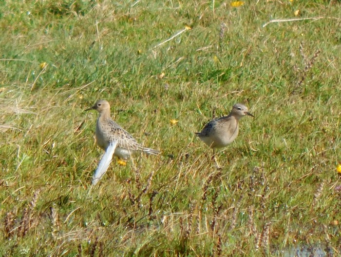 Buff-breasted Sandpiper