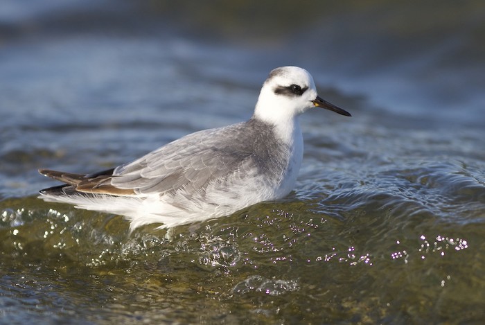 Grey Phalarope