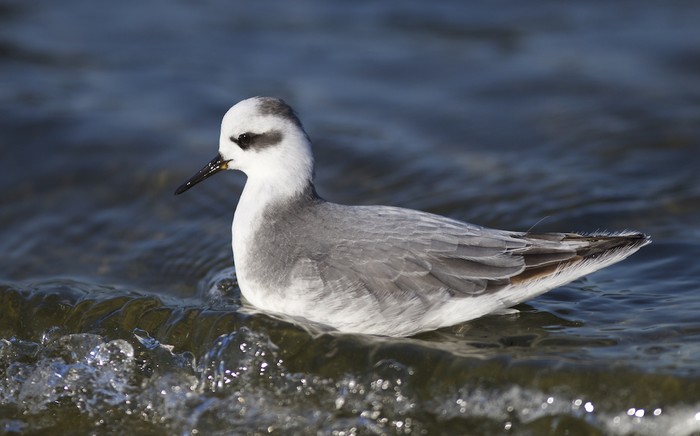Grey Phalarope
