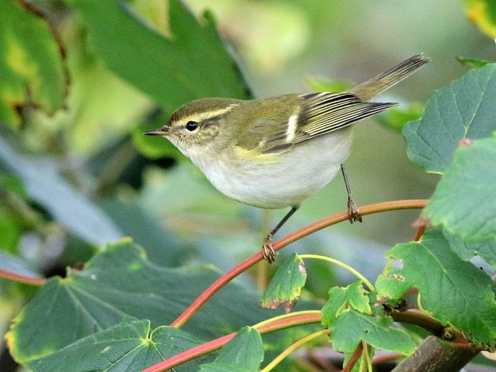 Yellow-browed Warbler