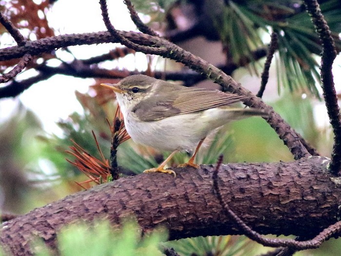 Arctic Warbler