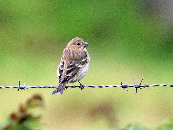 Common Rosefinch