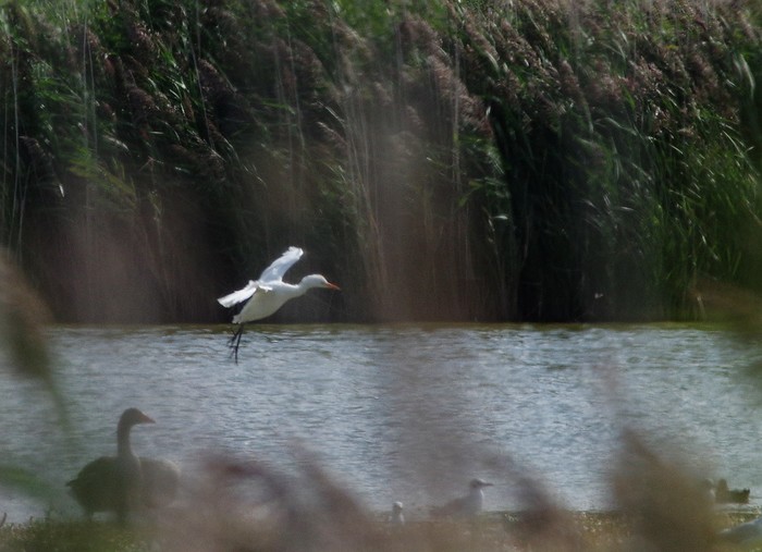 Cattle Egret