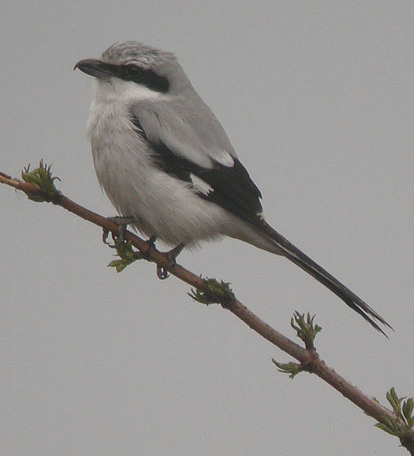 Great Grey Shrike