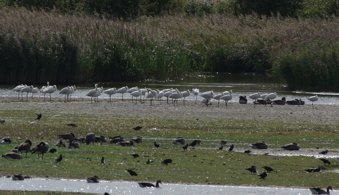 Spoonbill