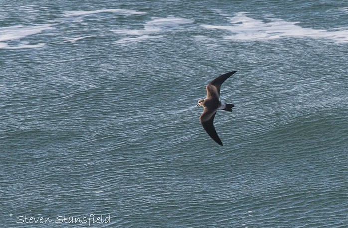 Leach's Petrel