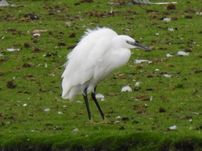 Little Egret
