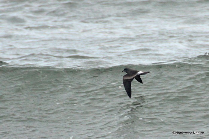Leach's Petrel