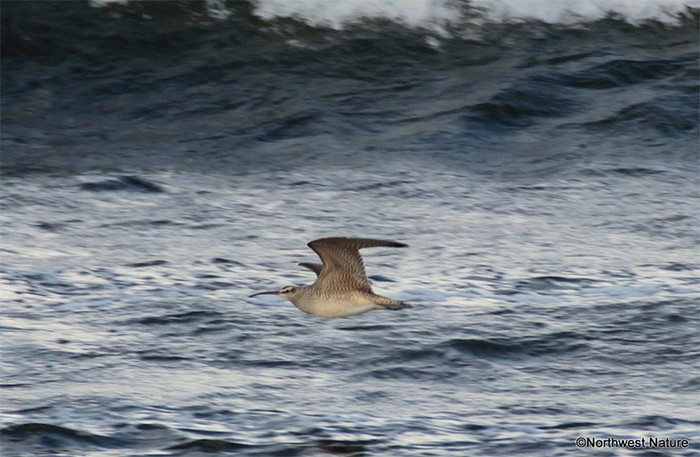 Hudsonian Whimbrel