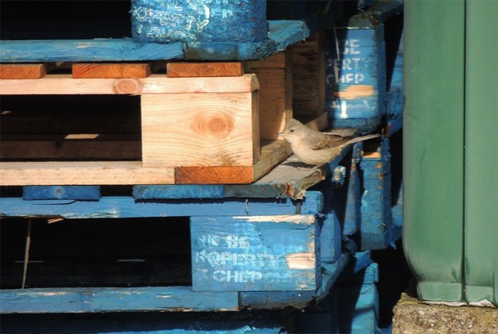 Barred Warbler