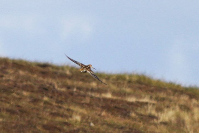 Great Snipe