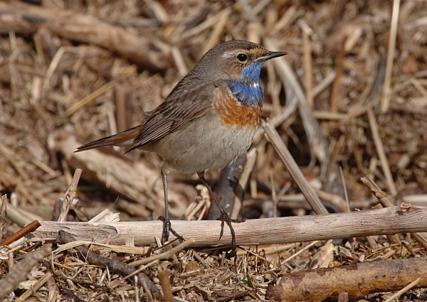 White-spotted Bluethroat