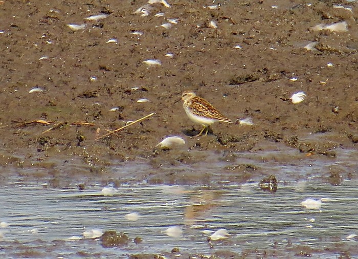 Least Sandpiper
