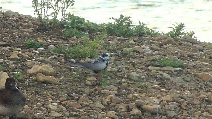 White-winged Black Tern
